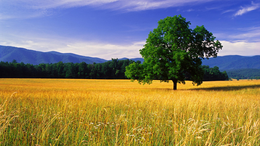 Bucovina